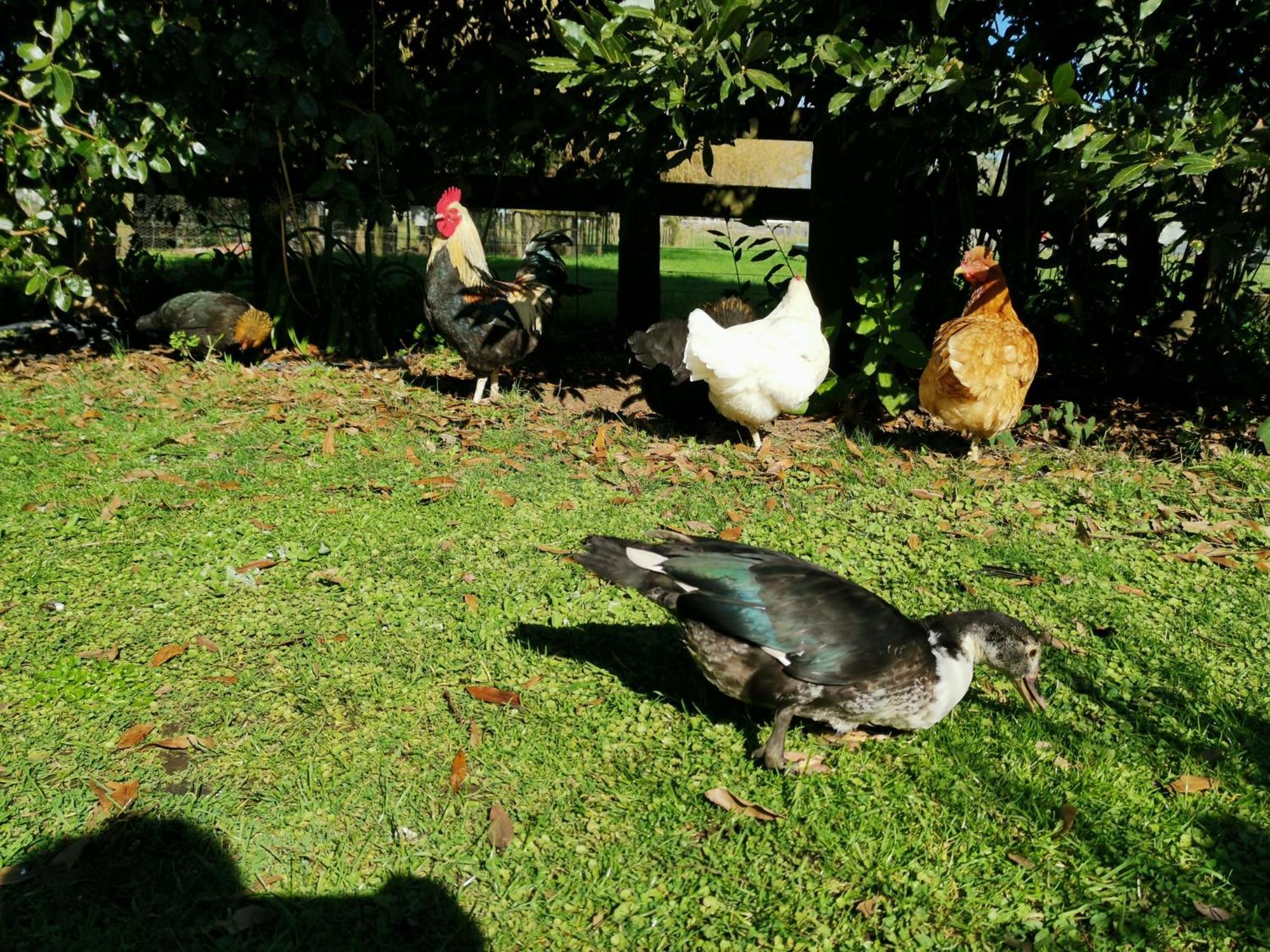 Farm Stay On Te Awa Cycleway Tamahere Exterior photo